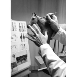 Deep Impact Horse Sculpture. Limited Edition Gloss